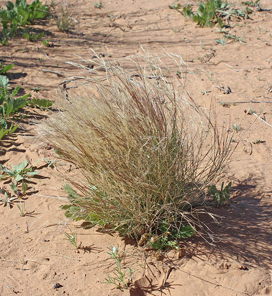 Sonoran Desert Plants - Aristida californica v.californica (Smooth ...