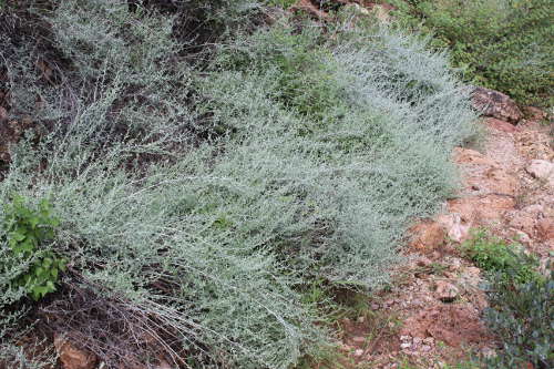  Artemisia ludoviciana ssp. Albula