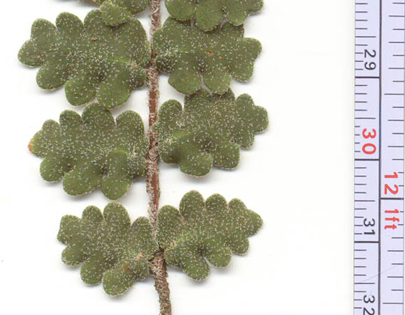  Astrolepis sinuata (Lagasca ex Swartz) D.M.Benham & Windham ssp. Sinuata