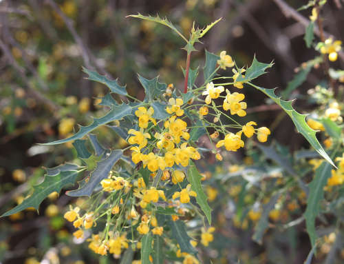  Berberis haematocarpa