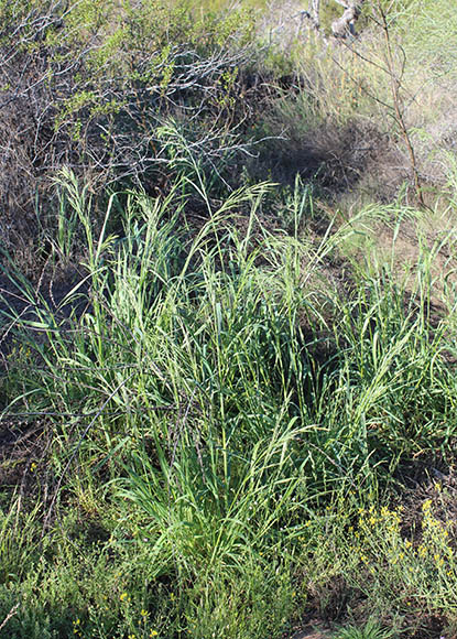 Sonoran Desert Plants - Bromus arizonicus (Shear) Stebbins (California ...