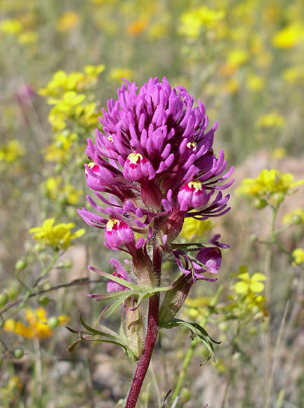 Sonoran Desert Plants - Castilleja exserta ssp.exserta (Purple Owls Clover)