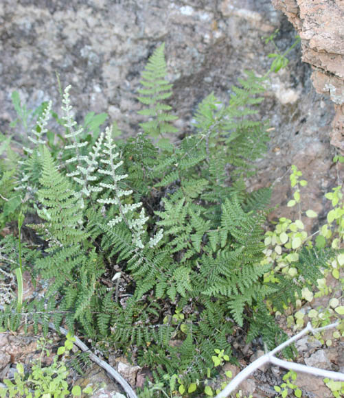  Cheilanthes yavapensis T. Reeves ex Windham 
