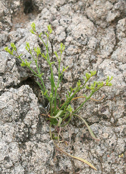  Chorizanthe brevicornu ssp.brevicornu