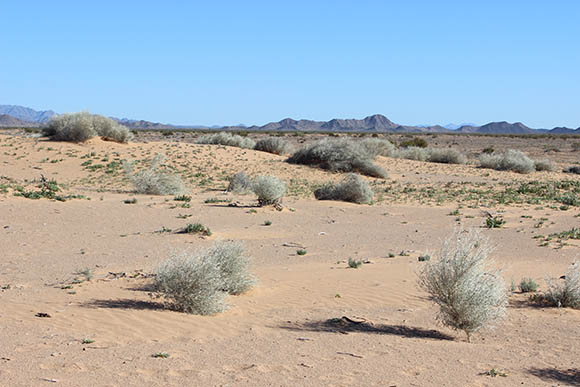 Sonoran Desert Plants - Croton wigginsii (Dune Croton)