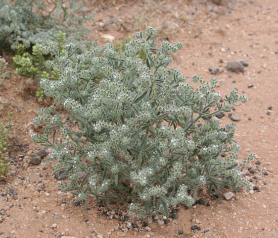  Johnstonella angustifolia Torrey) Hasenstab & M.G.Simpson