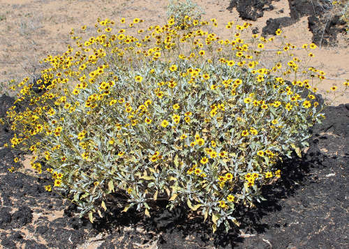 su Esplendor Probar Sonoran Desert Plants - Encelia farinosa (Brittlebush,incienso,hierba del  bazo,rama blanca)