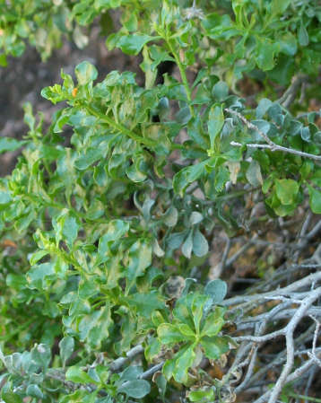 Ericameria cuneata v. spathulata