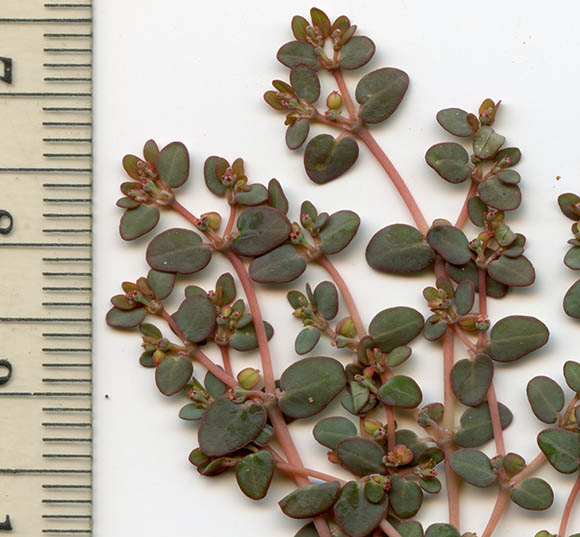 Euphorbia micromera 