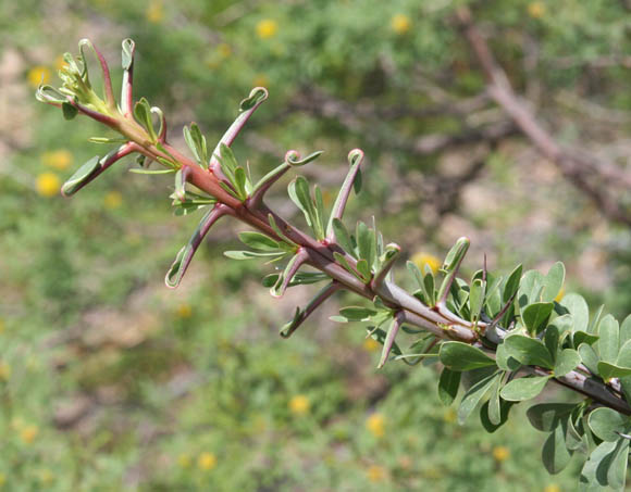  Fouquieria splendens ssp.splendens