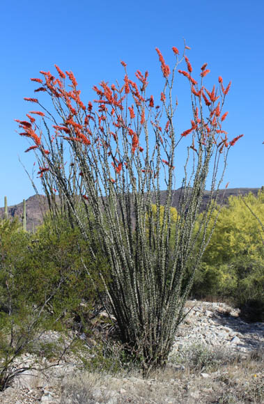 Sonoran Desert Plants - Fouquieria splendens ssp.splendens (Ocotillo ...