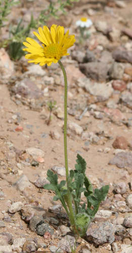  Gaillardia arizonica