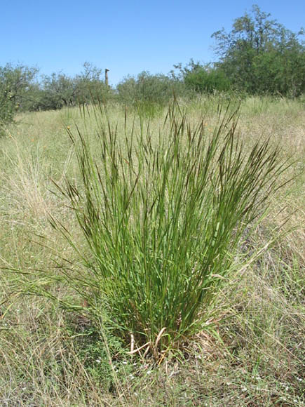 Sonoran Desert Plants - Heteropogon contortus (Tanglehead,zacate colorado)