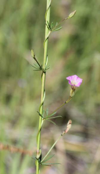  Ipomoea costellata,