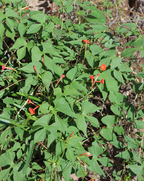  Ipomoea cristulata