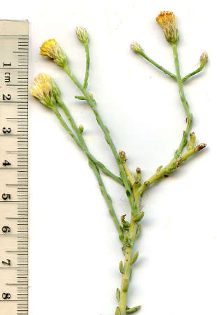  Leucosyris carnosa (A.Gray) Greene
