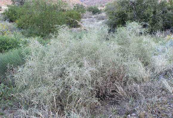 Sonoran Desert Plants - Lycium andersonii v.andersonii (Desert ...