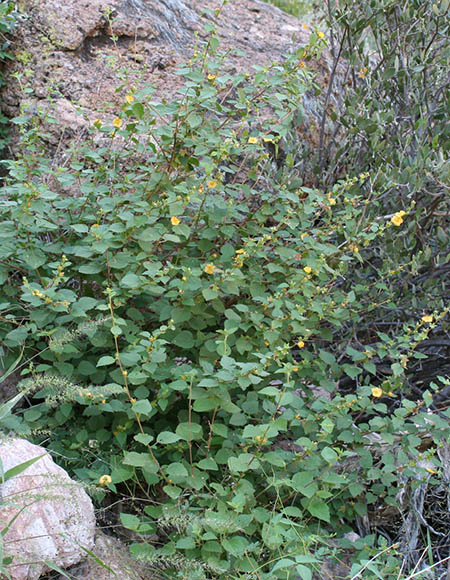  Malvastrum bicuspidatum ssp.bicuspidatum