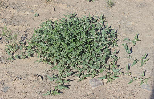  Malvella sagittifolia