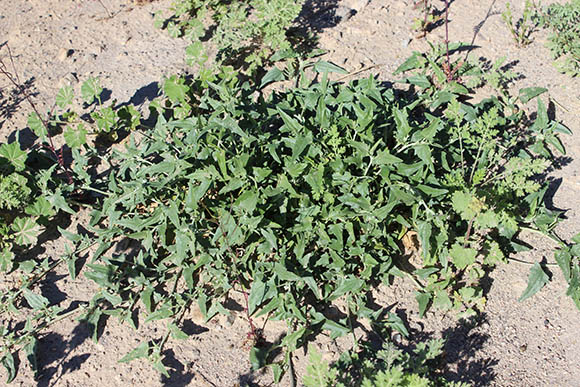 Sonoran Desert Plants - Malvella sagittifolia (Arrow-leaf Alkali Mallow)