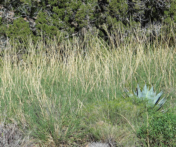 Sonoran Desert Plants - Muhlenbergia emersleyi (Bullgrass,Bull Muhly ...
