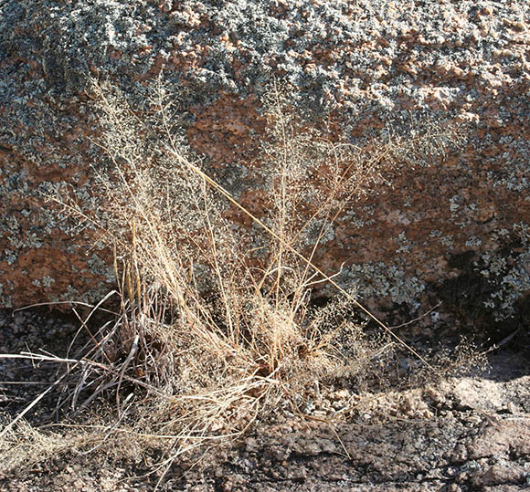  Muhlenbergia fragilis