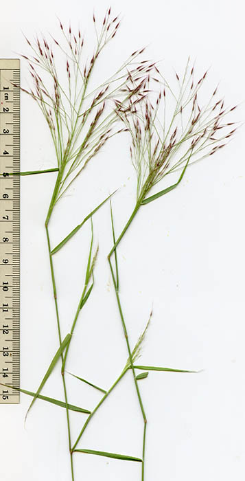 Sonoran Desert Plants - Muhlenbergia porteri (Bush Muhly,zacate aparejo)