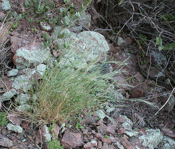  Muhlenbergia tenuifolia