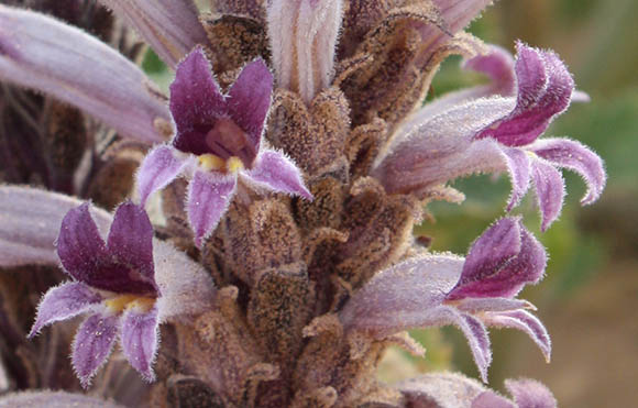  Orobanche cooperi subsp. latiloba (Munz) L.T. Collins 