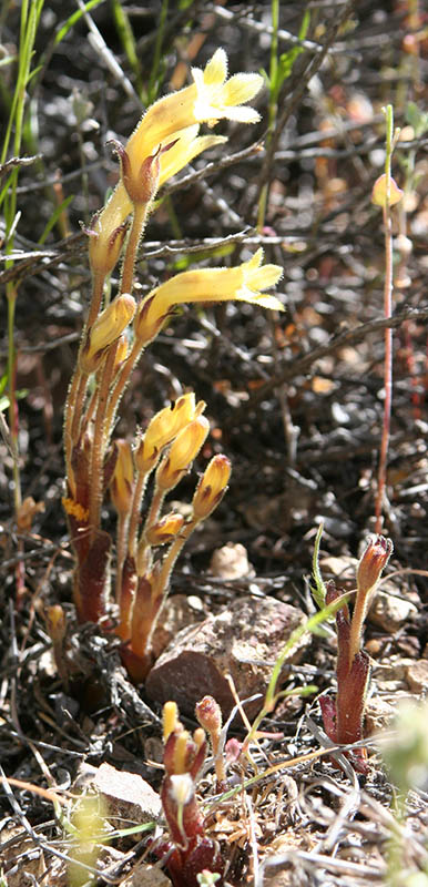  Orobanche fasciculata