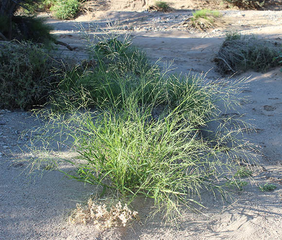 Sonoran Desert Plants - Panicum hirticaule var. hirticaule (Mexican ...