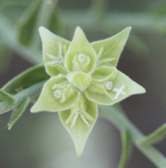  Petalonyx thurberi subsp. thurberi