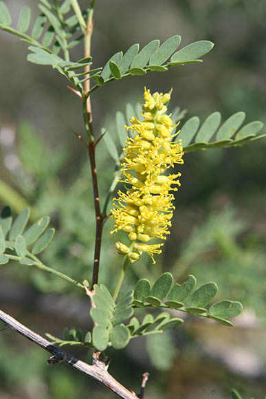  Prosopis pubescens