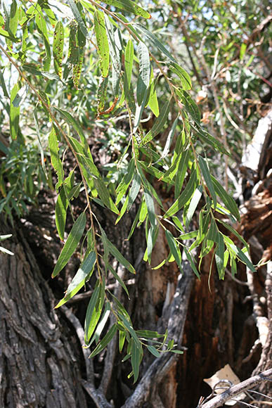  Salix gooddingii