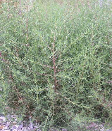Tumbleweed, - Russian Thistle - DesertUSA
