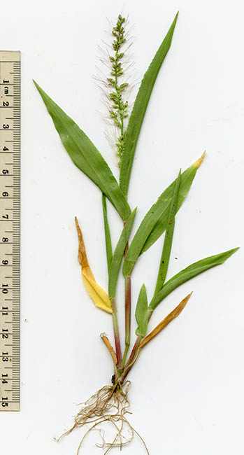 Sonoran Desert Plants - Setaria liebmannii (Liebmans Bristle Grass,zacate  cola de zorra)