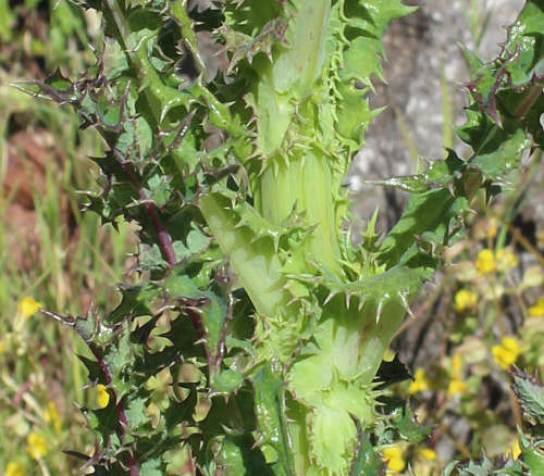  Sonchus asper ssp. asper