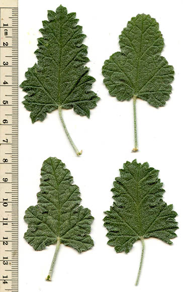  Sphaeralcea ambigua ssp. ambigua