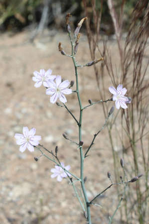  Stephanomeria exigua ssp. Exigua