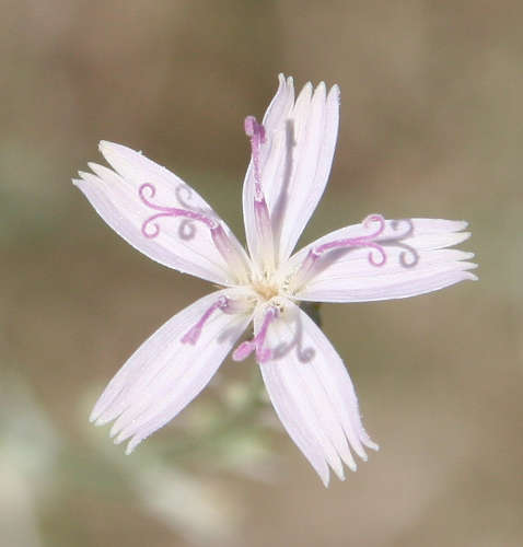  Stephanomeria pauciflora
