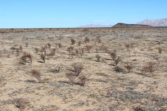 Sonoran Desert Plants - Stillingia linearifolia (Stillingia)