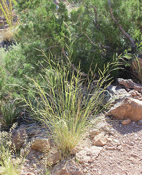 Sonoran Desert Plants - Pappostipa speciosa (Trinius & Ruprecht ...