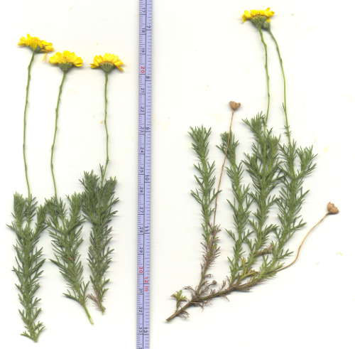  Thymophylla pentachaeta v.belenidium