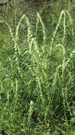  Amaranthus fimbriatus