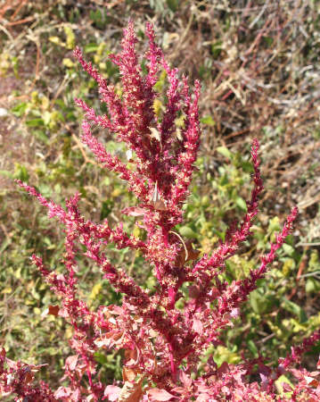  Amaranthus x tucsonensis