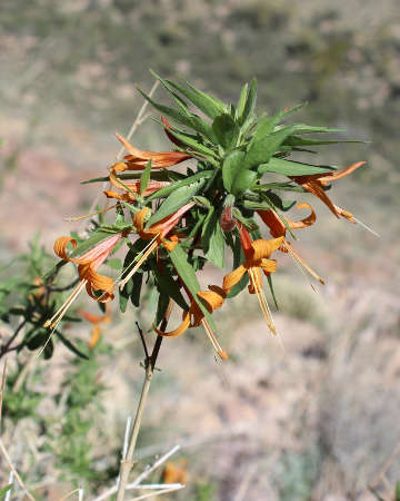  Anisacanthus thurberi