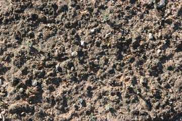 Xtremehorticulture of the Desert: White Crust on Soil Surface Is