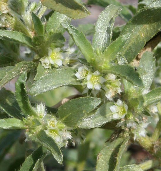  Argythamnia serrata (Torrey) Muller Argoviensis