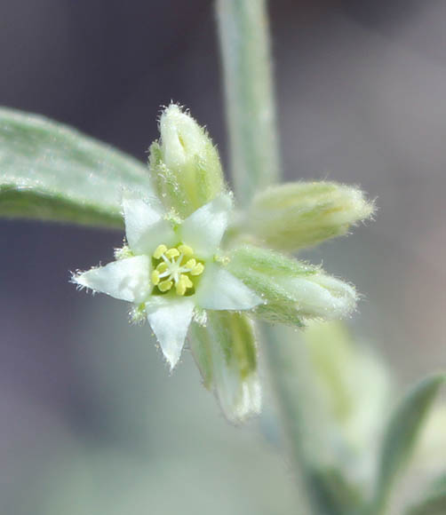  Argythamnia serrata (Torrey) Muller Argoviensis