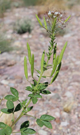  Polanisia dodecandra ssp. Trachysperma